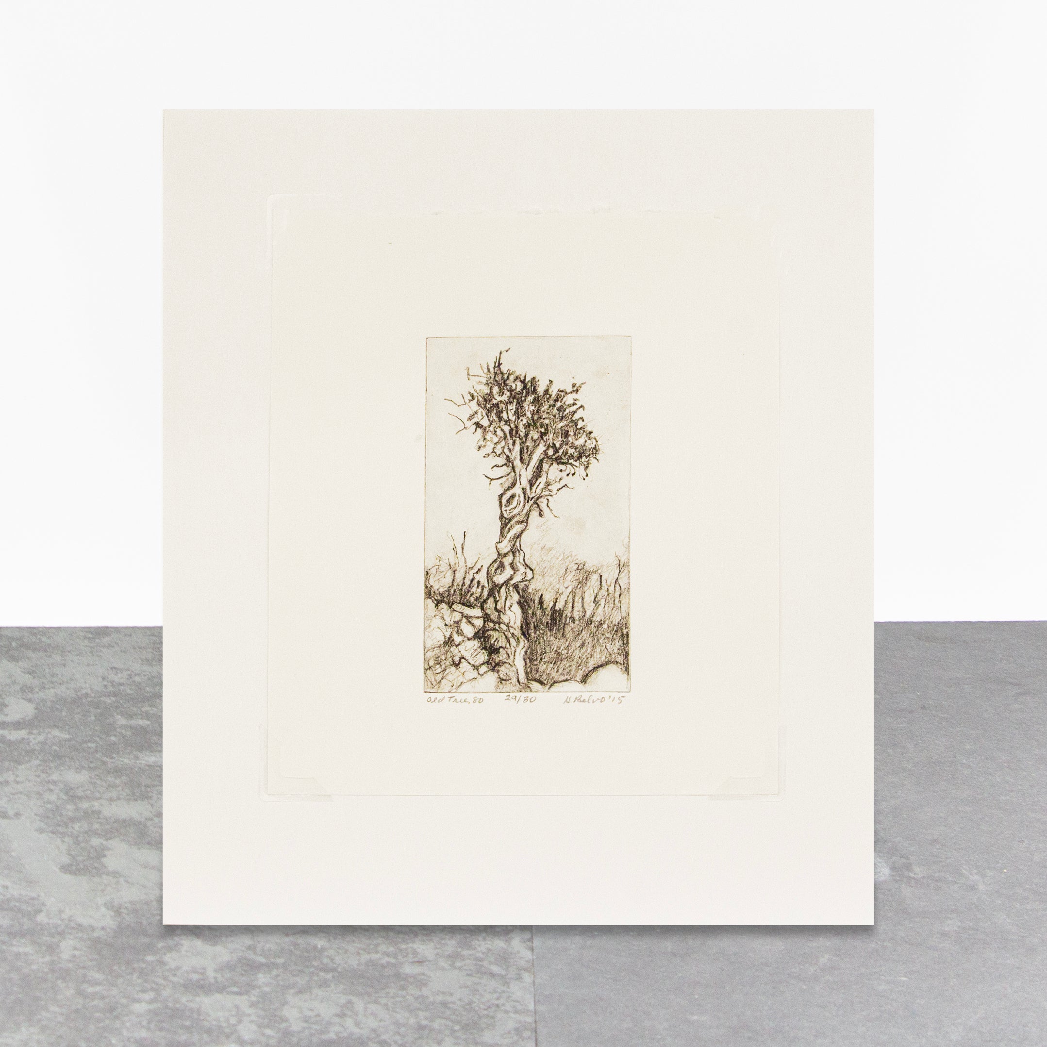 Hazel Belvo -Old Tree