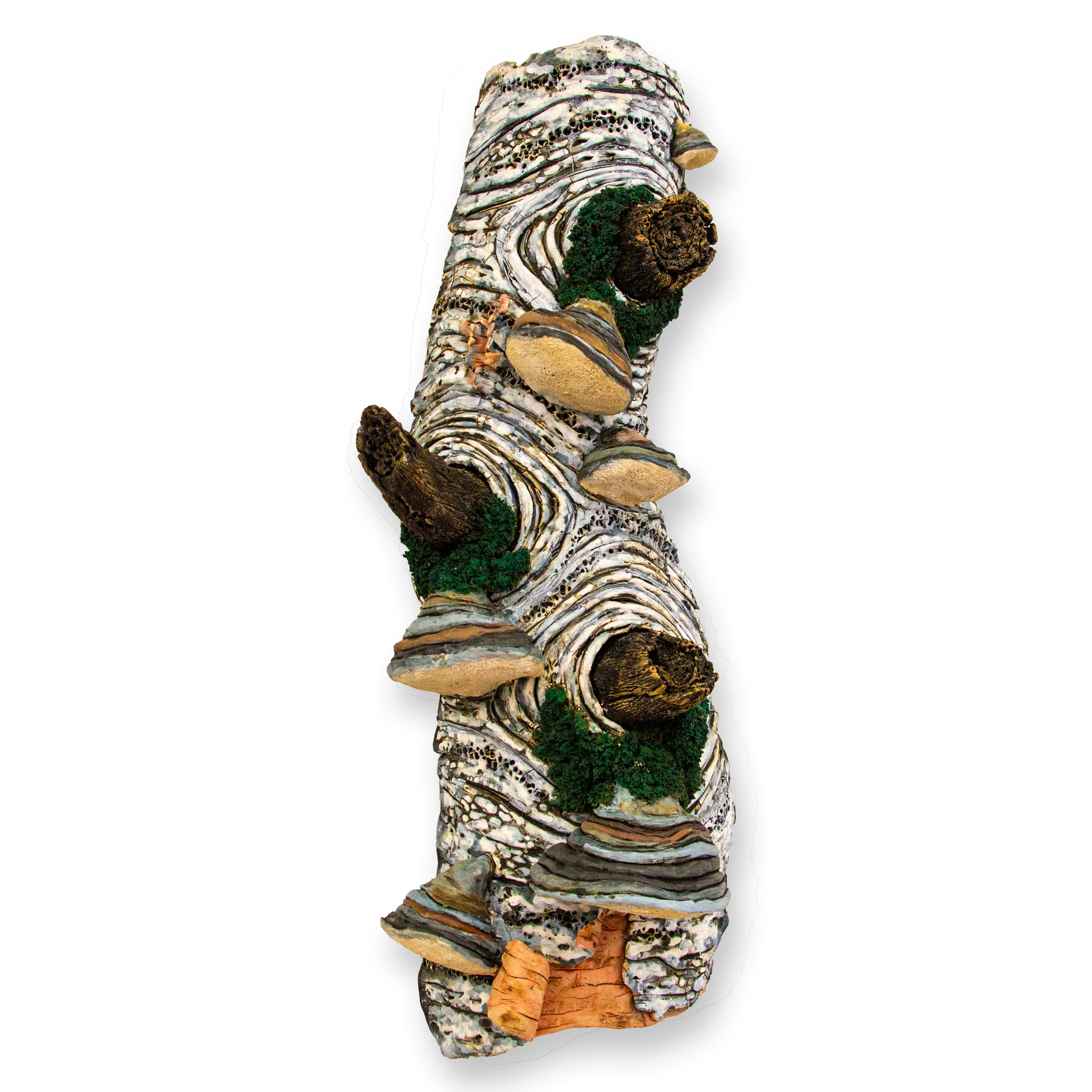 Jennifer Murphy - Fomes fomentarius No. 4.25