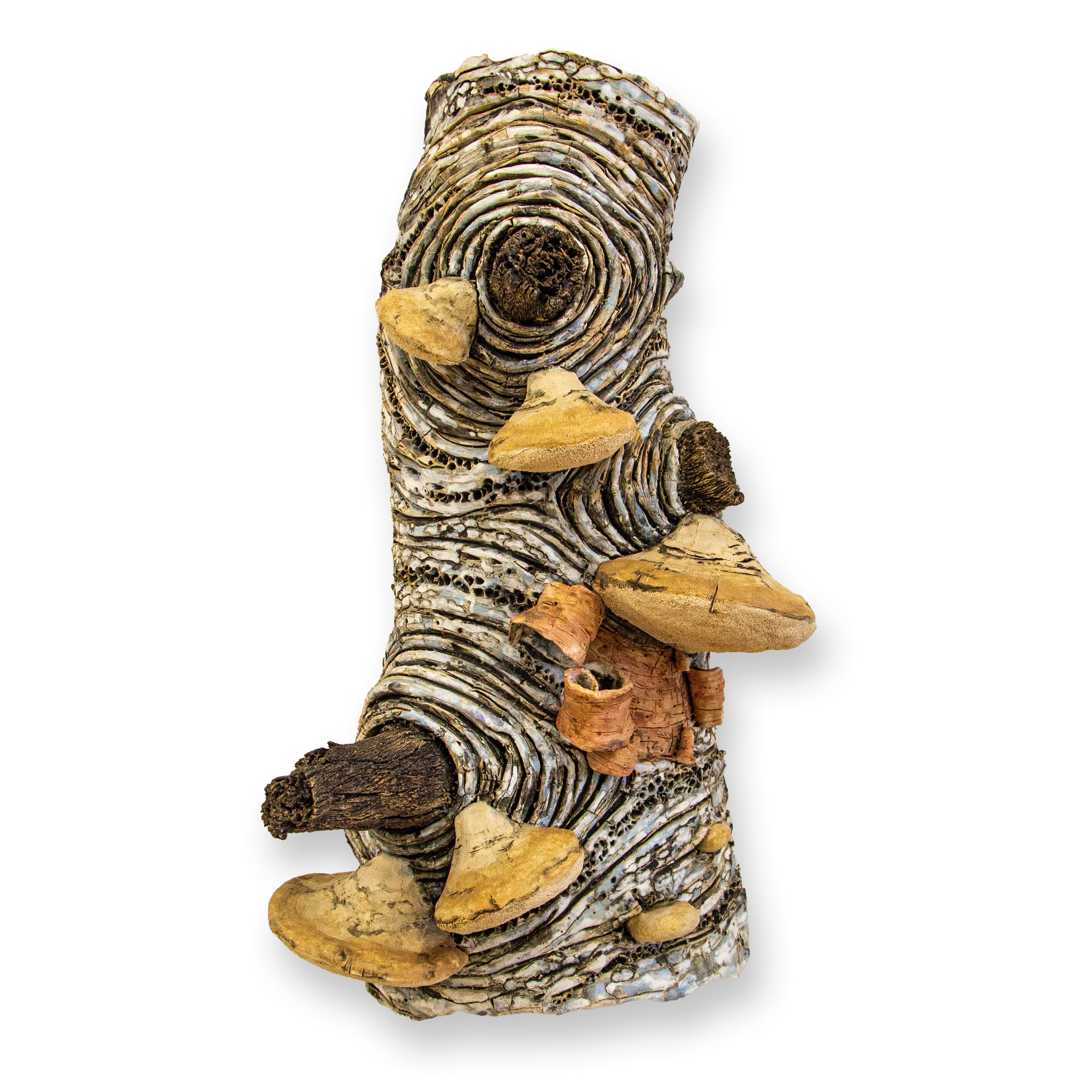 Jennifer Murphy - Birch Polypore No. 1.25