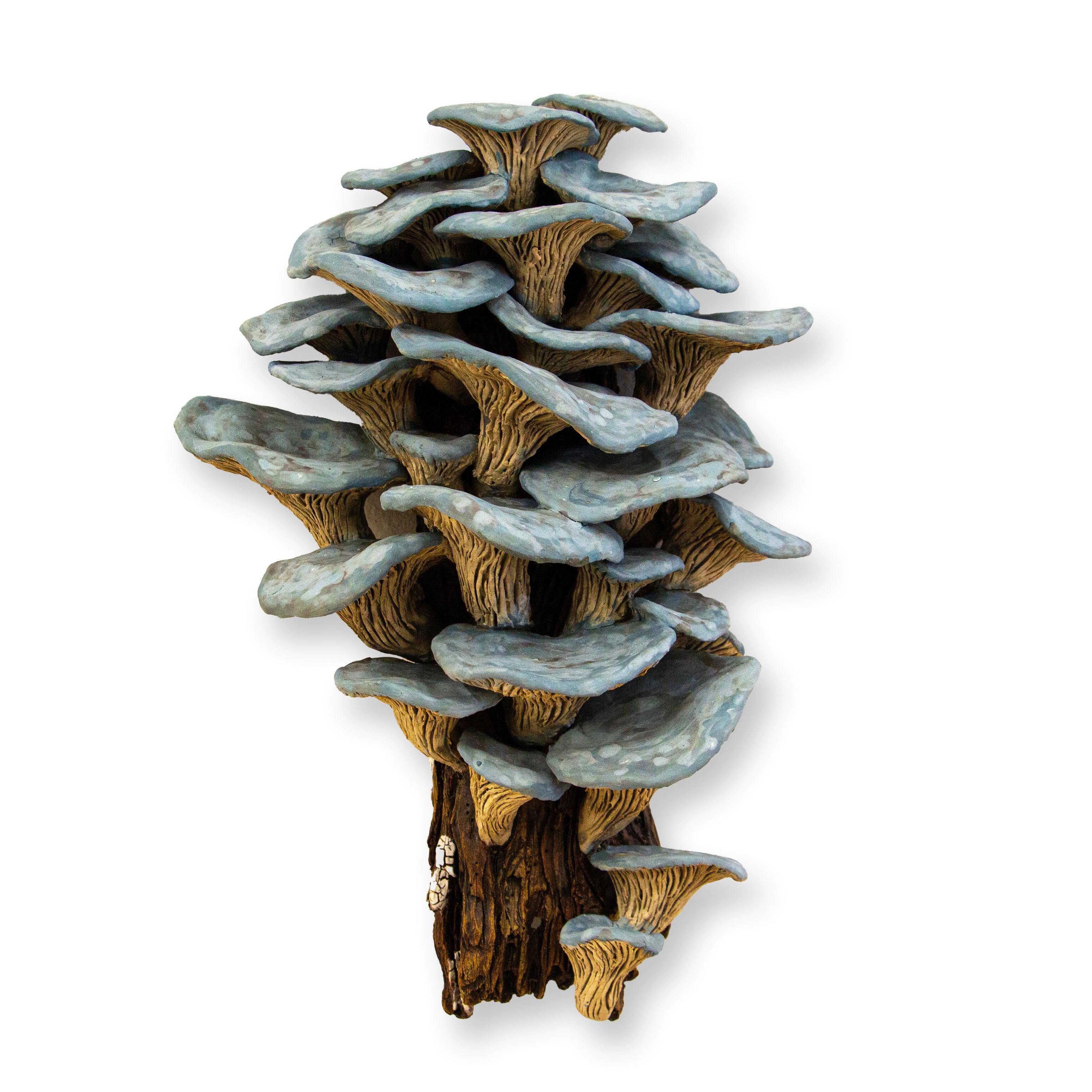Jennifer Murphy - Pleurotus ostratus No. 2